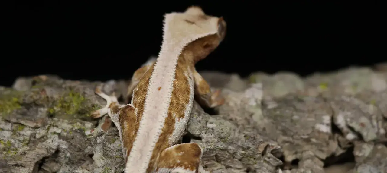 Brązowy gekon z grzebieniem na głowie siedzi na korze drzewa.