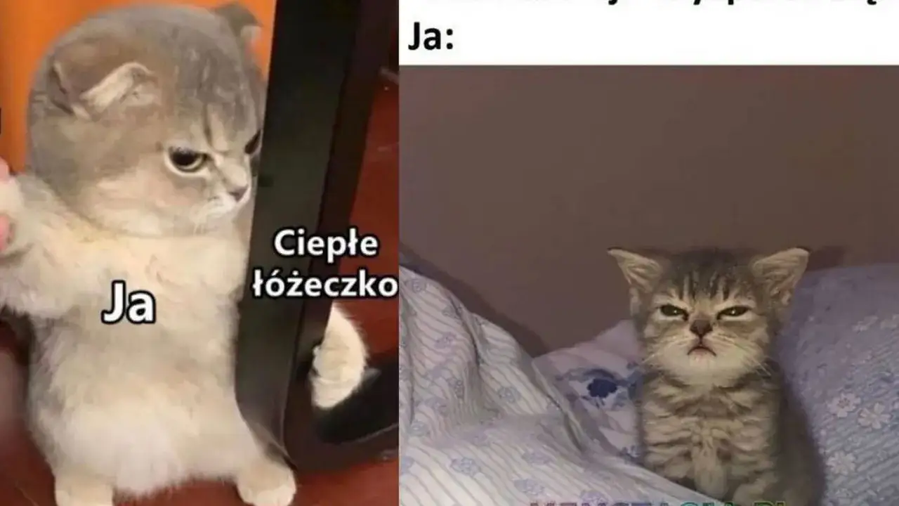 Memy na dzień dobry: gotowa galeria śmiesznych obrazków