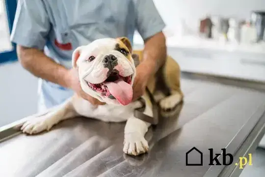 Ile kosztuje weterynarz dla psa? Cennik i czynniki wpływające na rachunek