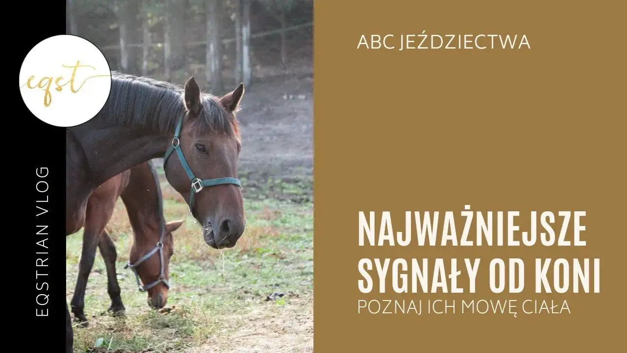 Koń okazuje sympatię: Zrozum jego mowę ciała i buduj więź