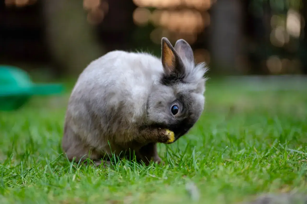 Szary królik siedzi na trawie i je żółty przysmak.