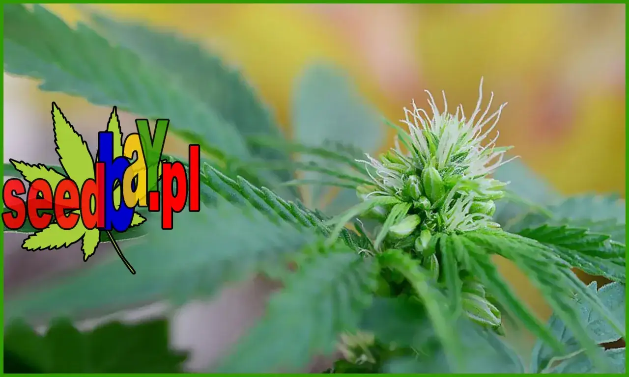 Ile kwitnie marihuana? Przewodnik po fazie kwitnienia i zbiorach