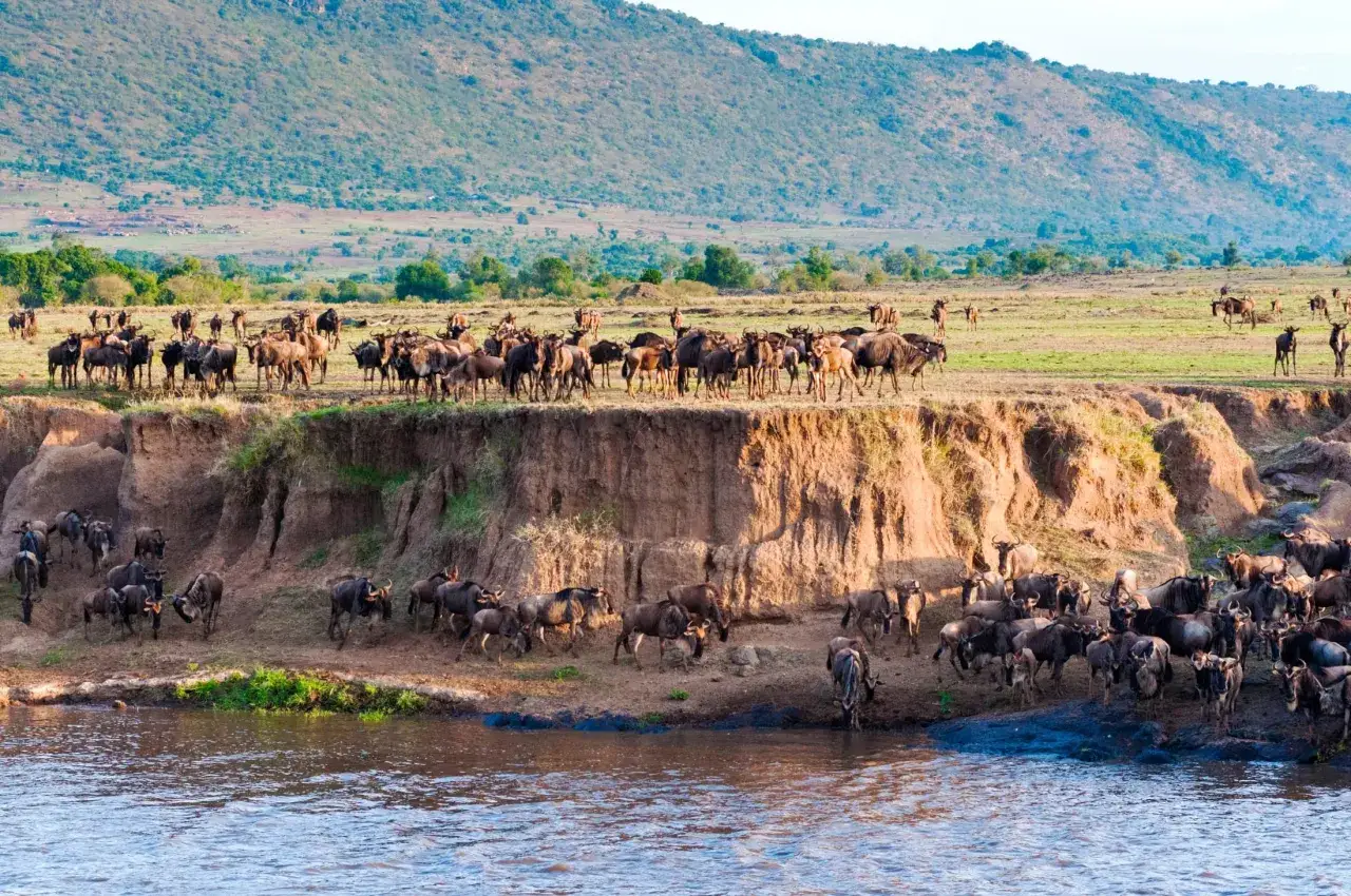Stado gnu na brzegu rzeki w najczęściej odwiedzanym rezerwacie Kenii.