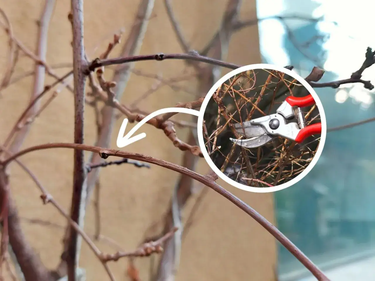 Przycinanie pędów mini kiwi. Strzałka wskazuje miejsce cięcia, a w okręgu sekator z czerwonymi rączkami.