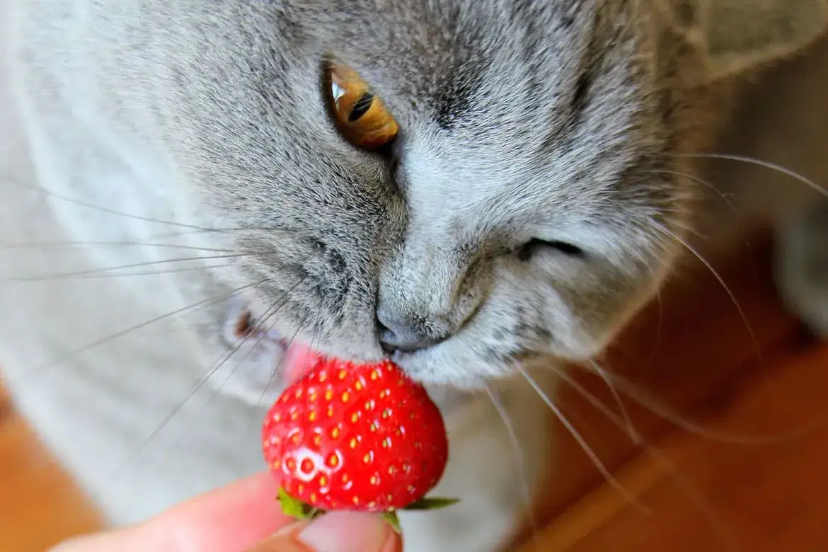 Czy koty mogą jeść truskawki? Ważne informacje i zdrowotne ryzyko
