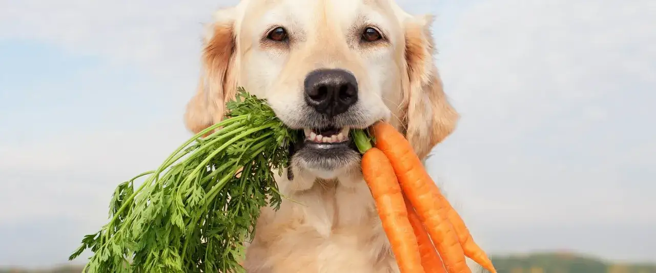 Złoty retriever z pękiem świeżych marchewek w pysku. Czy pies może jeść gotowaną marchewkę? Ten psiak zdaje się być gotowy do degustacji!