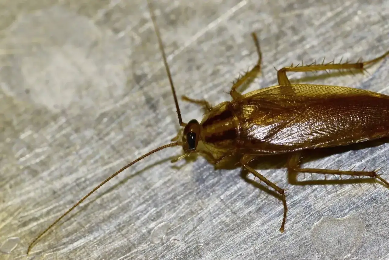 Prusaki jak się rozmnażają – poznaj ich szybki cykl życia i zagrożenia