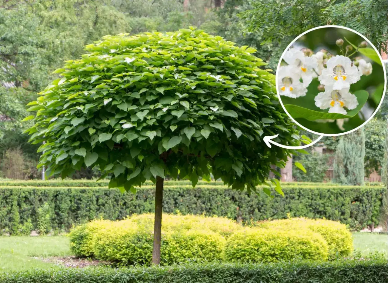 Katalpa kwitnie: Kiedy, jak długo i co zrobić, gdy nie chce?