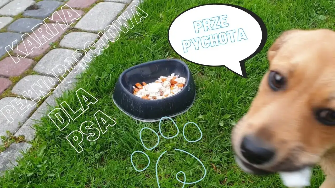 Jak zrobić zdrową karmę dla psa – proste przepisy i ważne wskazówki