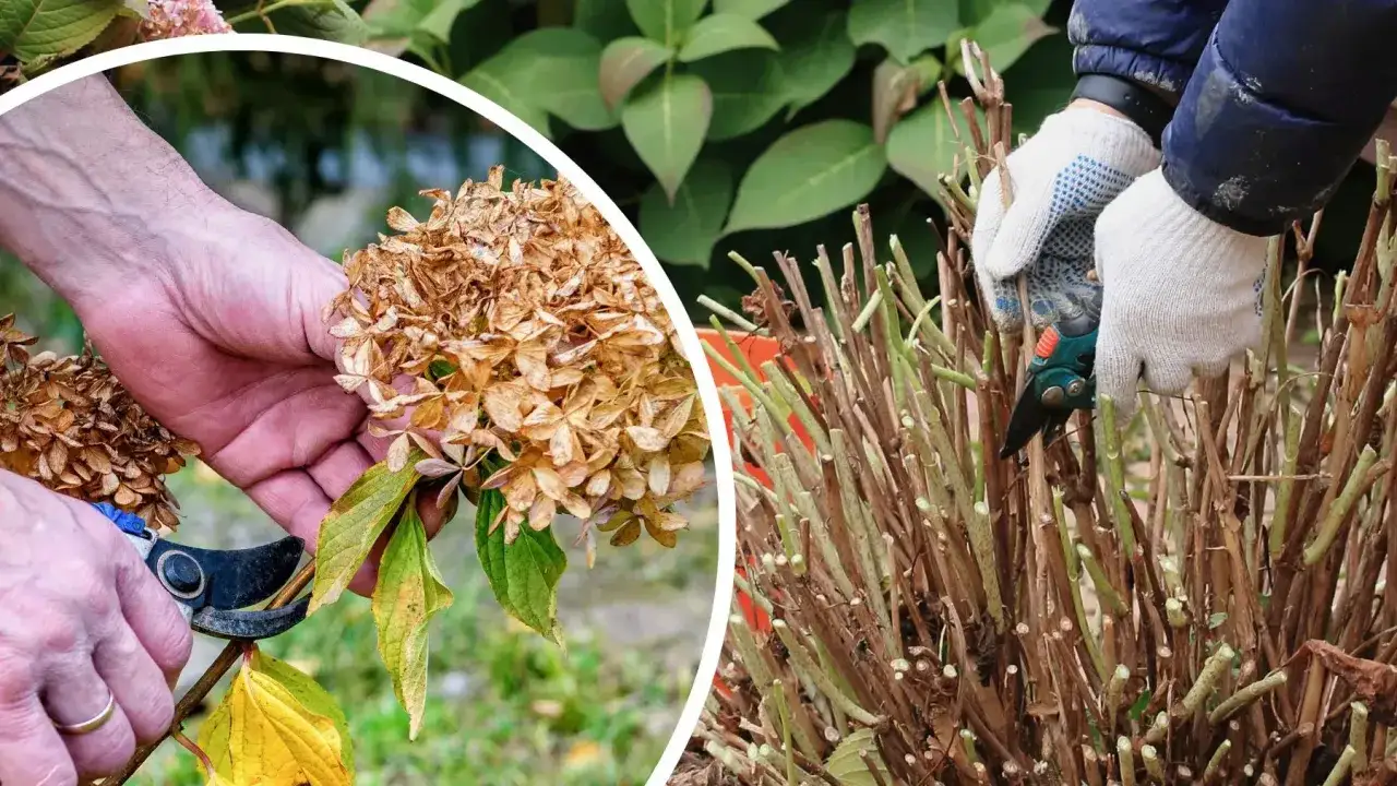 Kiedy ciąć hortensję ogrodową? Sekret obfitego kwitnienia