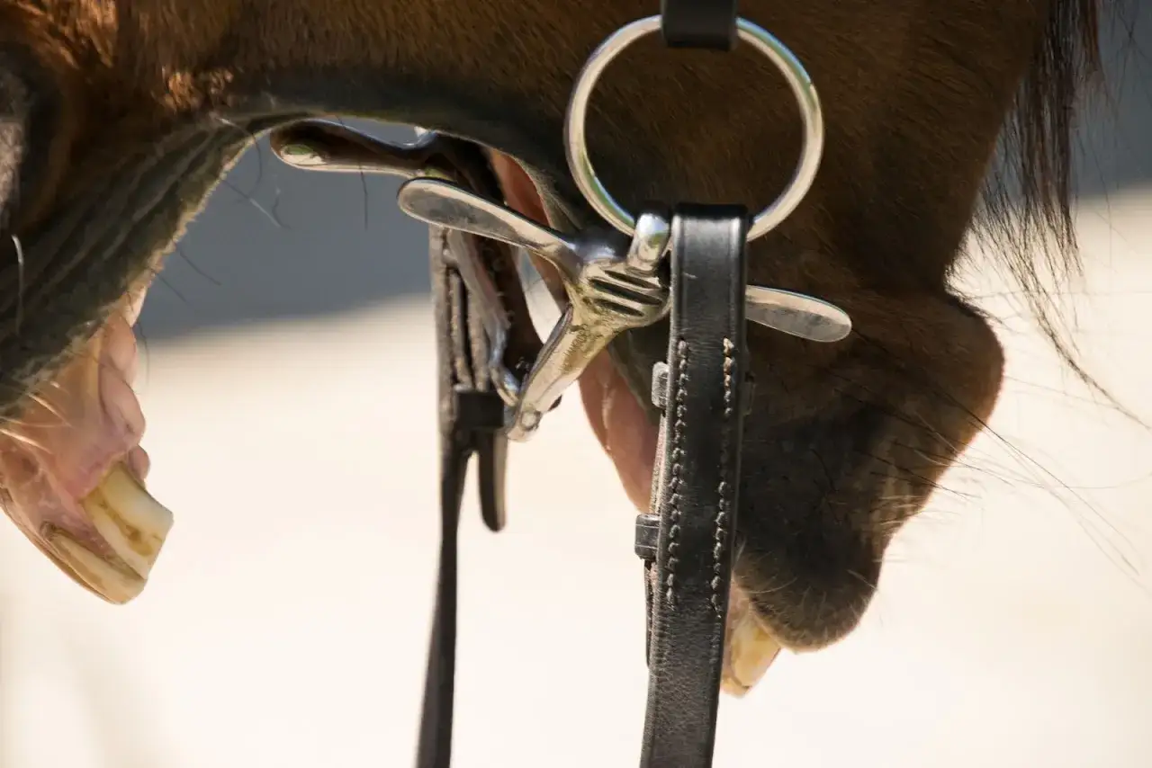 Rząd koński: Co to jest i dlaczego każdy jeździec musi to wiedzieć?