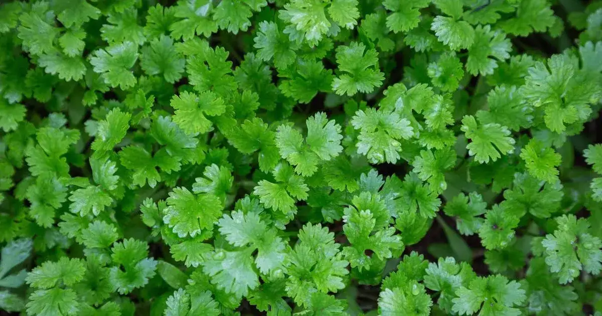 Jak wygląda roślina kolendra? Odkryj jej niezwykłe cechy i wygląd