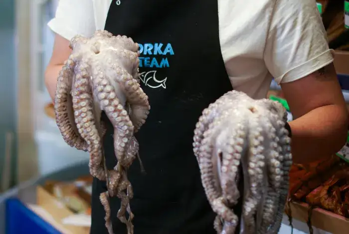 Gdzie kupić ośmiornice: Najlepsze sklepy i ceny - Poradnik