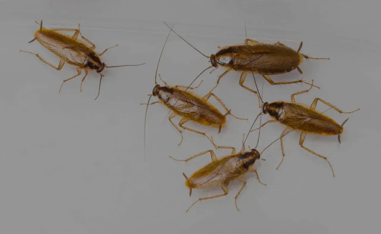 Karaluchy w kuchni? Poznaj skuteczne metody zwalczania!