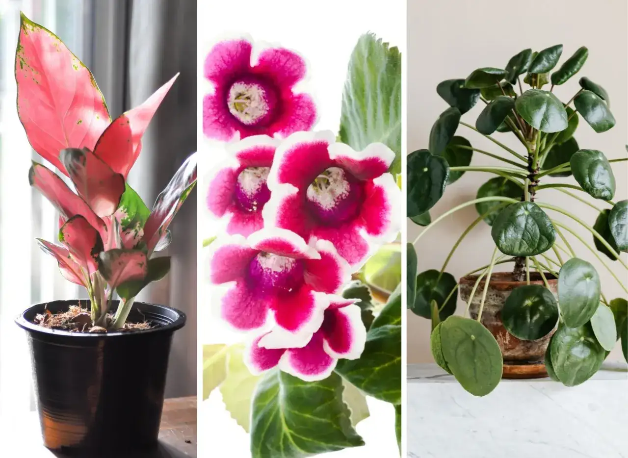 Pieniążek: Sekrety rośliny, która przyciąga szczęście i pieniądze