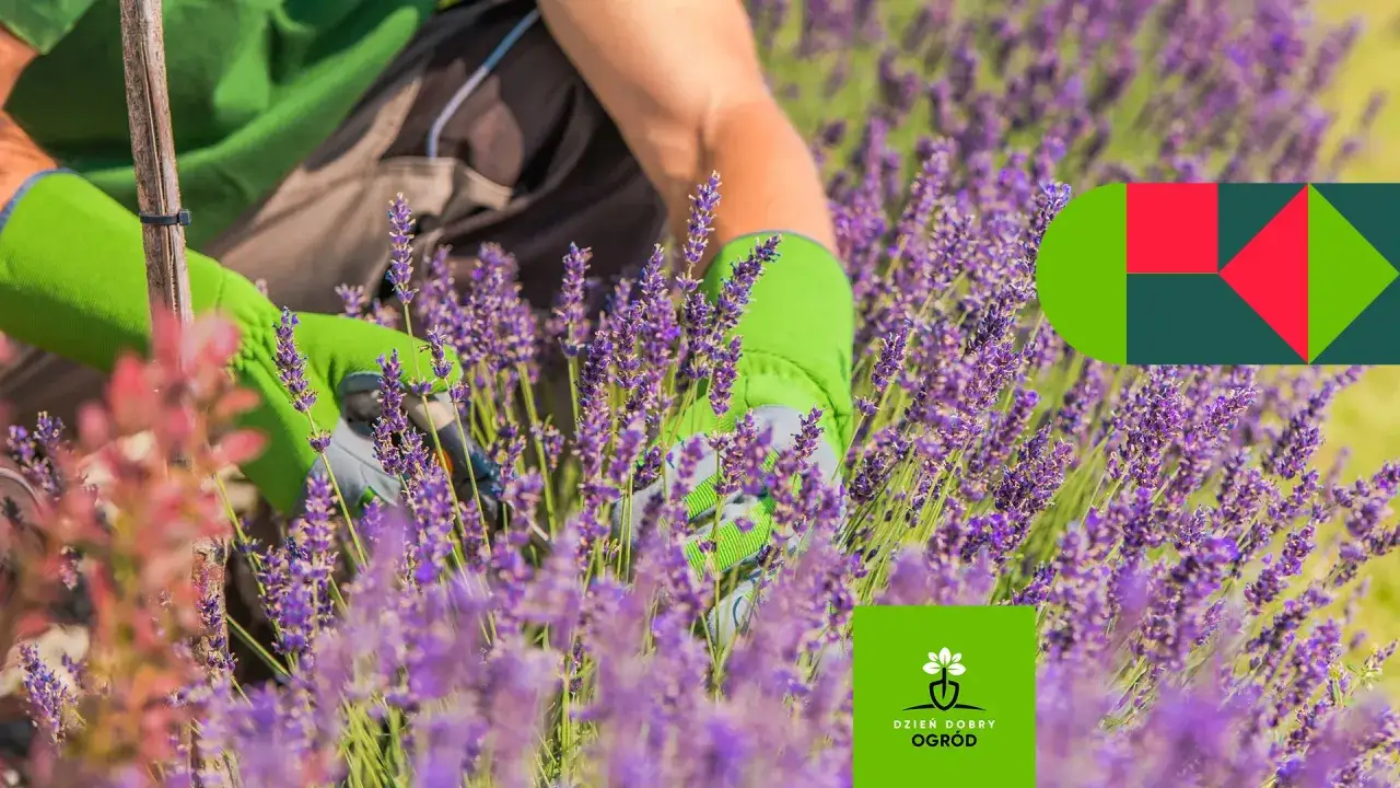 Przycinanie lawendy: Kiedy i jak ciąć, by cieszyć się morzem kwiatów?