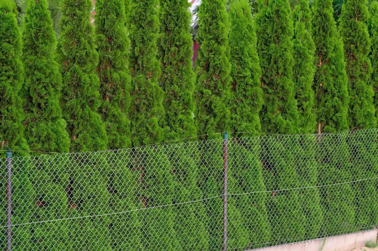 Ile cm od płotu sadzić tuje, by uniknąć problemów z ich wzrostem?