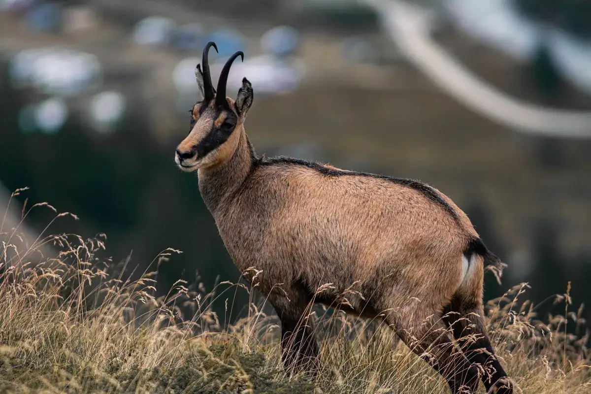 Kozica górska, jedno z wielu zwierząt żyjących w górach, pasie się na trawiastym zboczu.