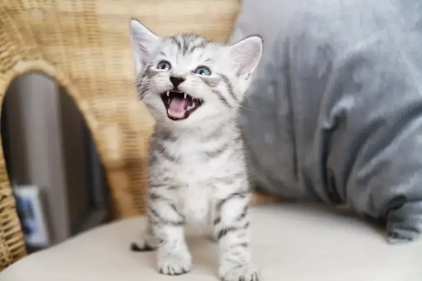 Dlaczego kotka warczy na swoje dziecko? Poznaj niepokojące powody