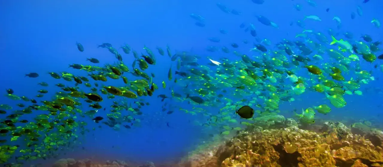 Podwodny świat Mauritiusa: ławica żółto-zielonych ryb pływa nad barwną rafą koralową.