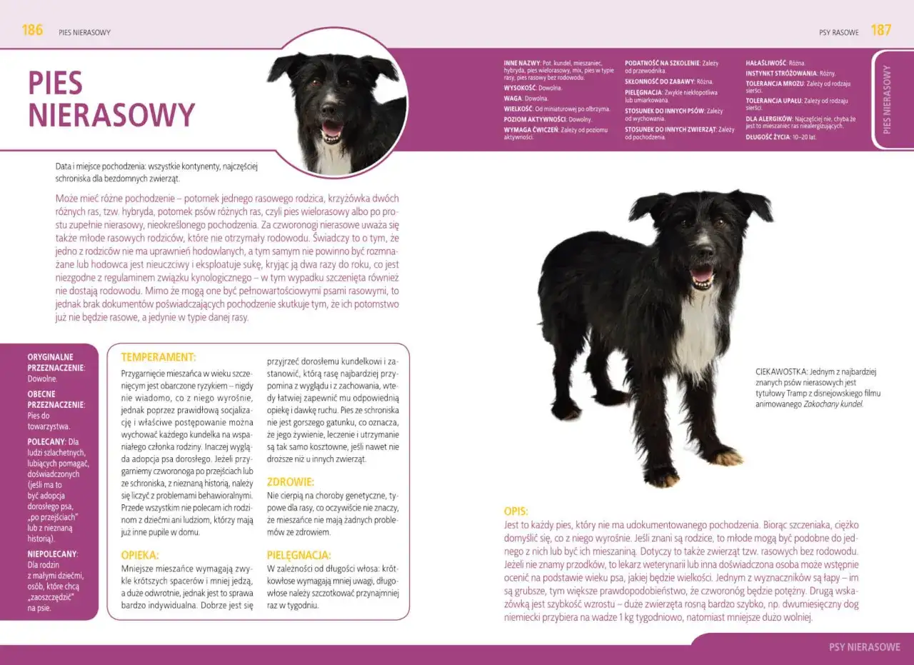 Pies rasowy czy w typie rasy? Uniknij pułapek, wybierz mądrze!