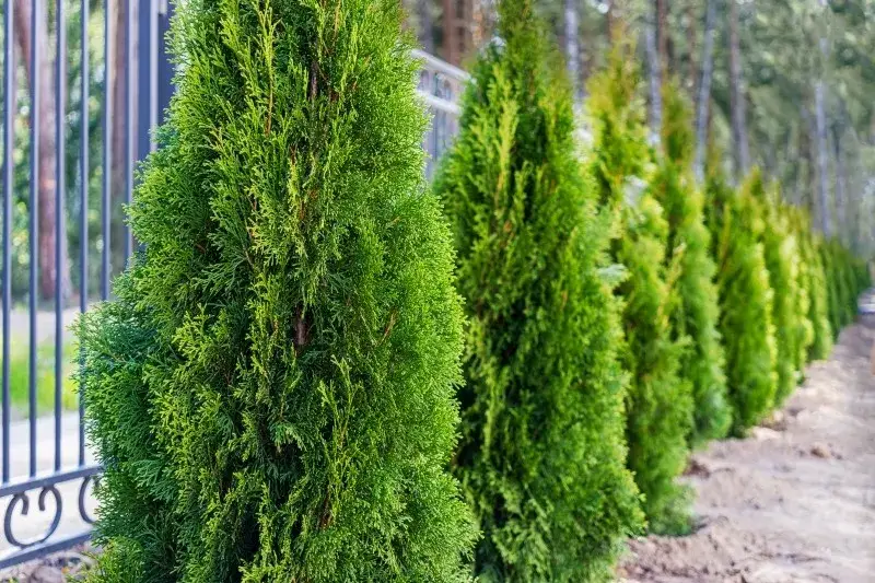 Do kiedy można sadzić tuje, aby uniknąć problemów z ich wzrostem?