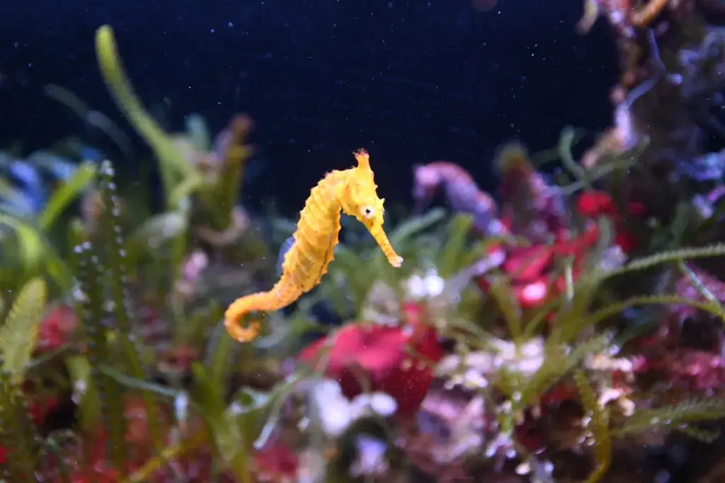 Czy koniki morskie żyją w Bałtyku? Oto zaskakujące fakty o ich braku