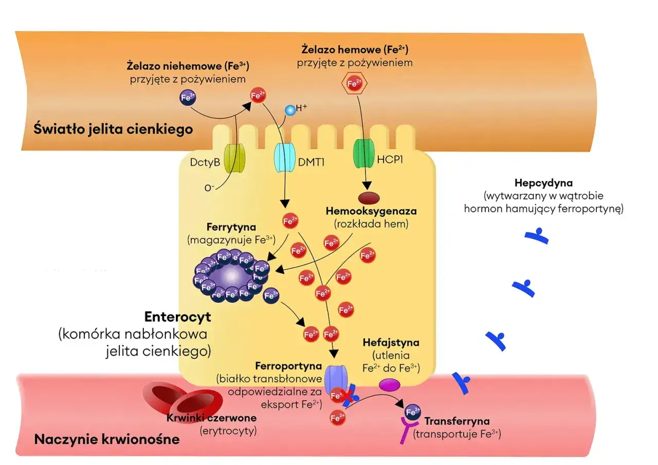 Jak zażywać żelazo, by uniknąć problemów z wchłanianiem?