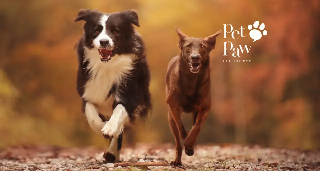 Owczarek niemiecki: Stawy bez bólu? Kompletny poradnik właściciela