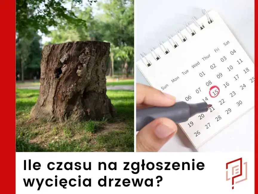 Gdzie zgłosić wycięcie drzewa? Poznaj ważne informacje i przepisy