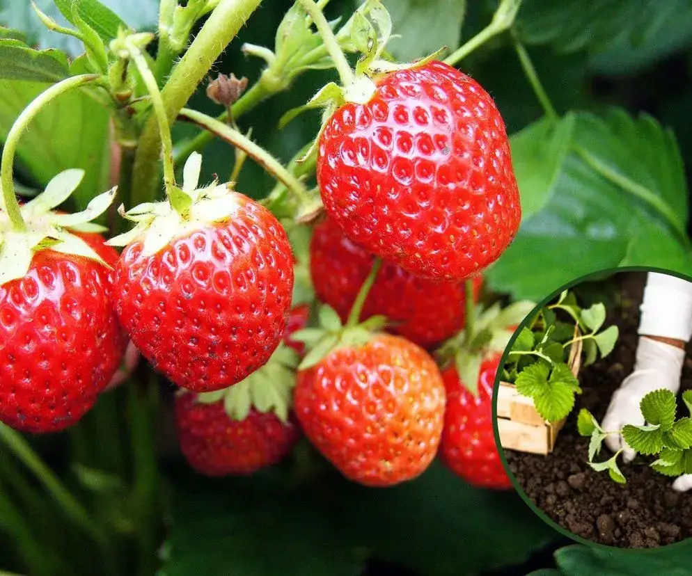 Kiedy truskawki do gruntu? Odkryj najlepsze terminy sadzenia