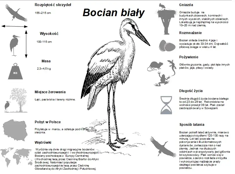 Bocian czym się żywi - zaskakujące fakty o diecie bociana białego