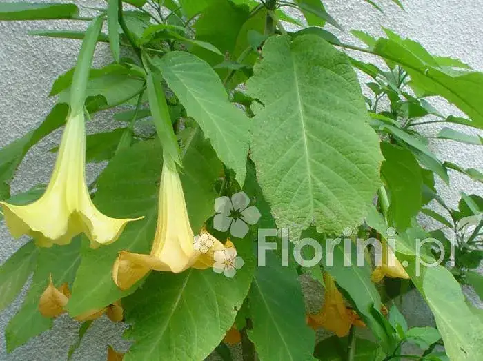 Datura kwitnie: Kiedy i jak długo? Sekrety obfitych anielskich trąb