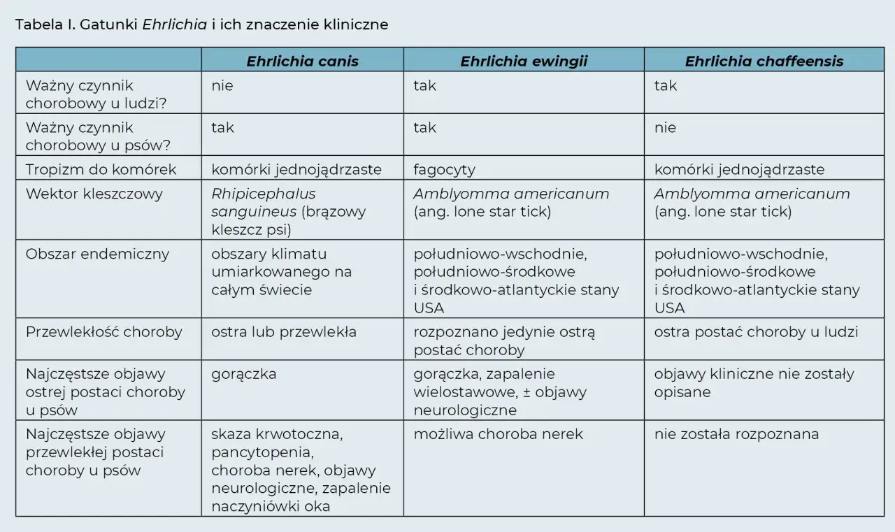 Pies dziwnie się zachowuje? To może być erlichioza neurologiczna