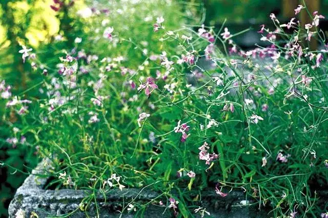 Jak siać maciejkę, aby cieszyć się jej pięknym zapachem przez lato