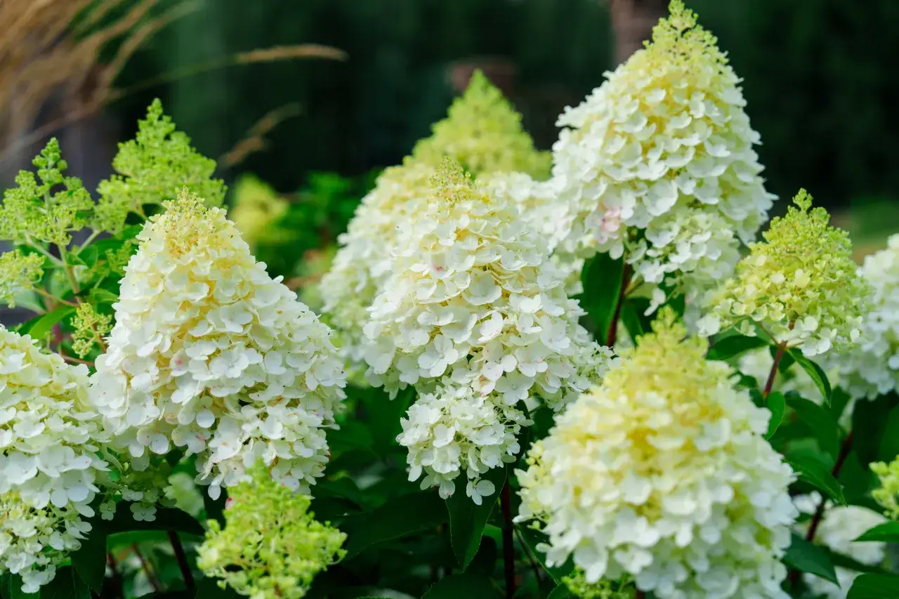 Tawułka: Jak długo kwitnie? Poznaj sprawdzone sposoby na dłużej!