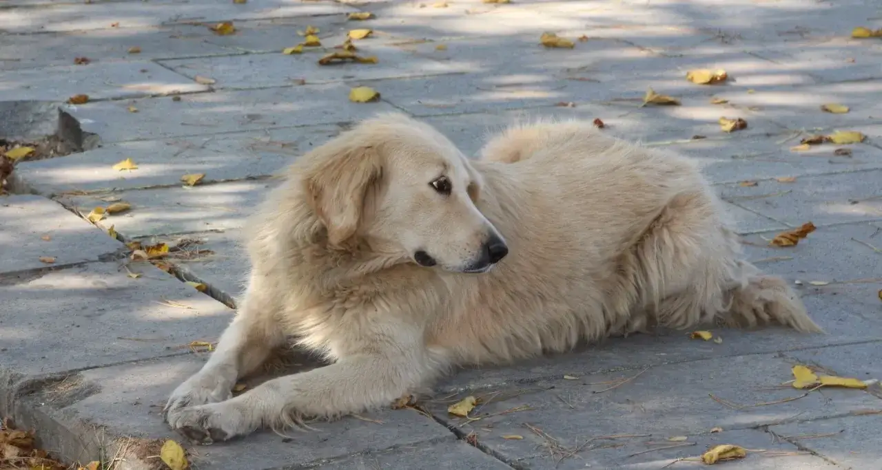 Skuteczne sposoby na uczulenie u psa – jak pomóc swojemu pupilowi