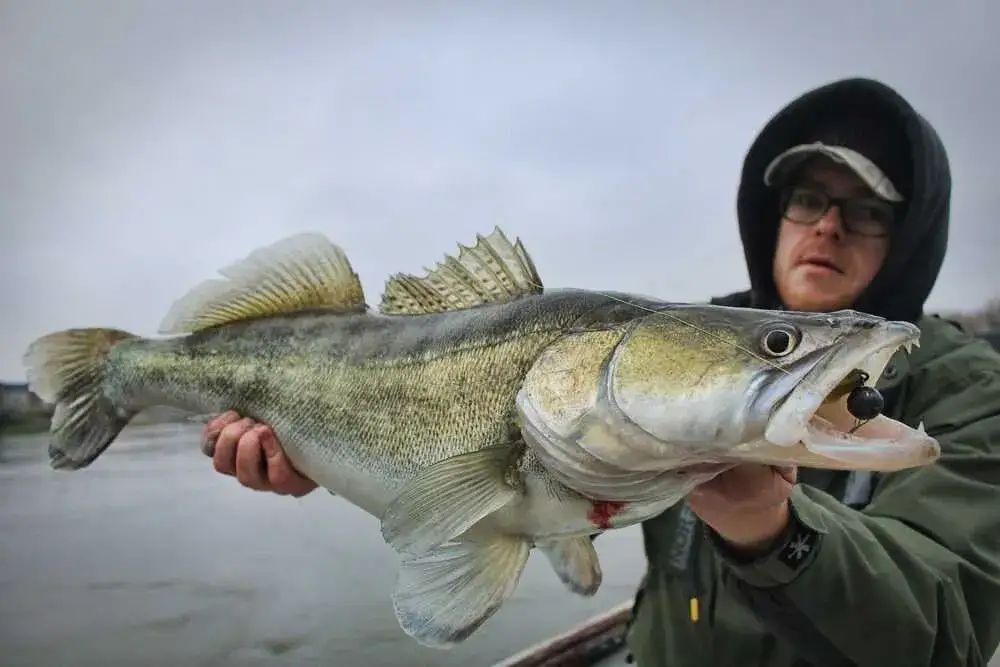 Najskuteczniejsze przynęty na sandacze - uniknij nieudanych połowów