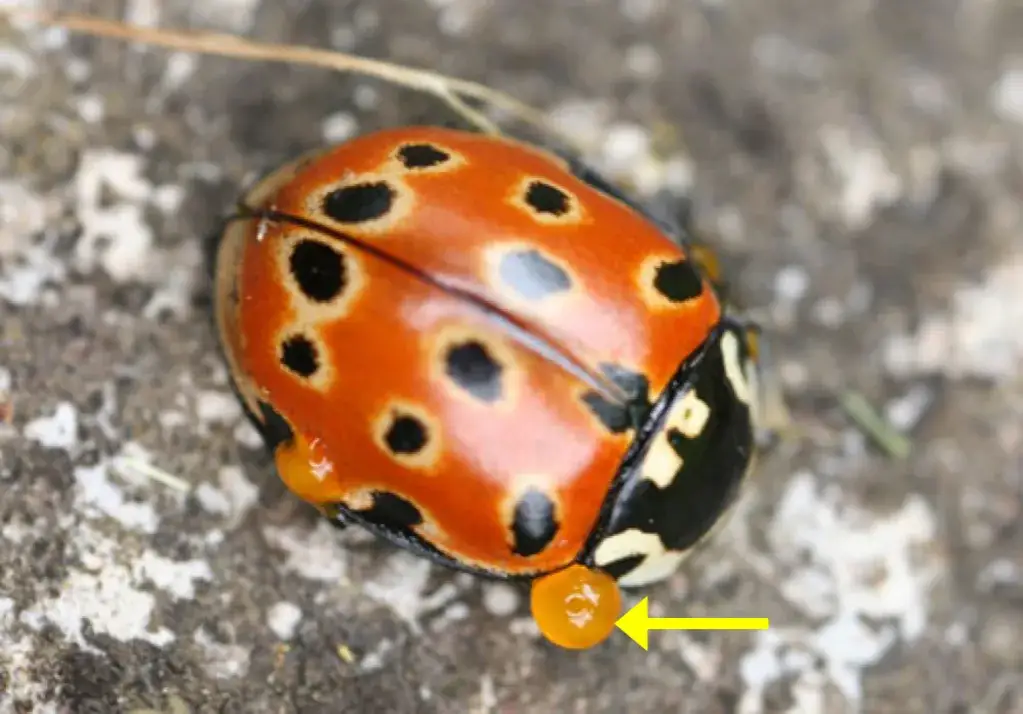 Biedronka czym się żywi - zaskakujące fakty o ich diecie