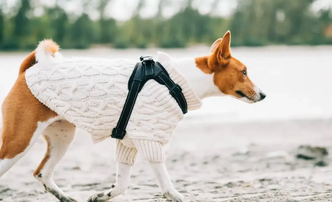 Jak uszyć ubranko dla psa krok po kroku - proste i tanie sposoby