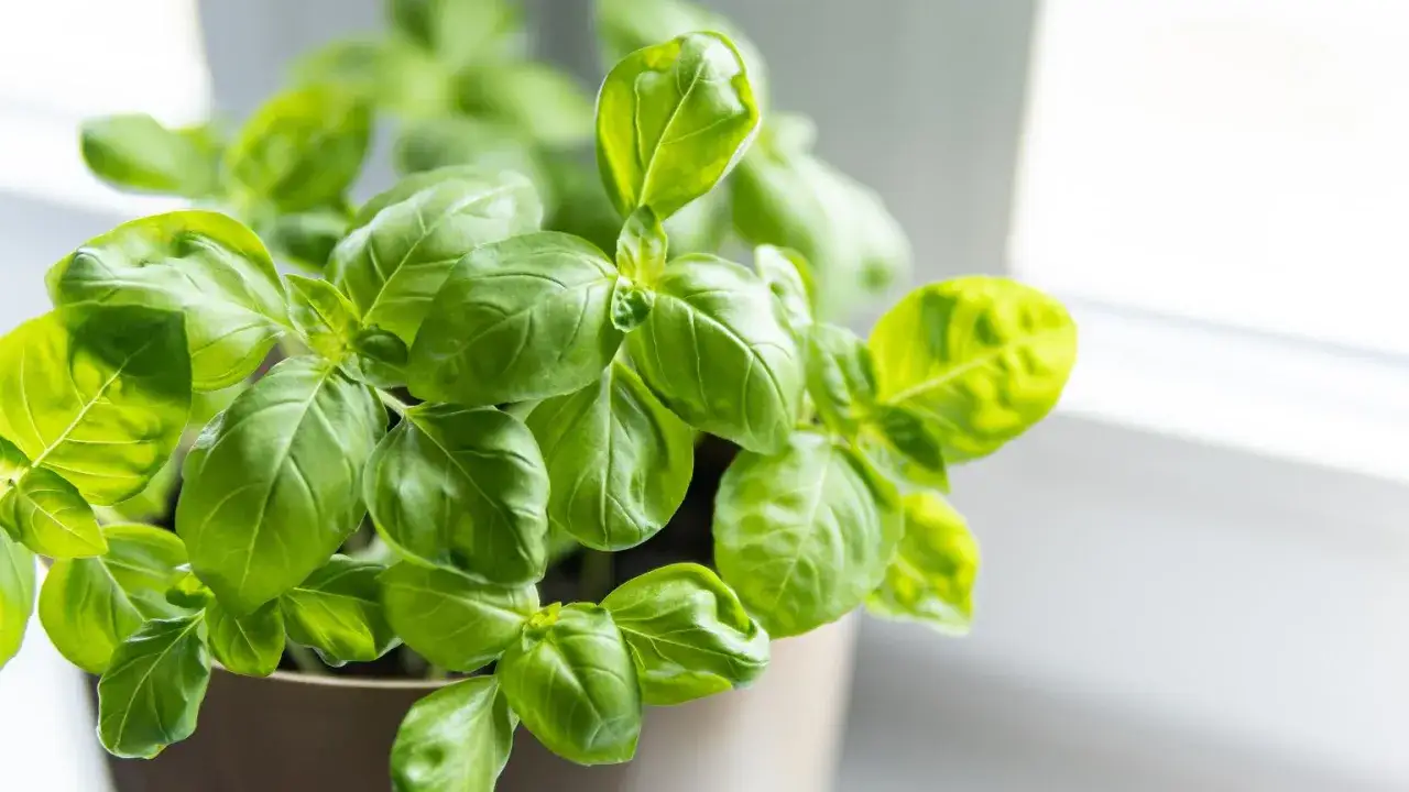 Krzew świeżej bazylii w doniczce. Idealna do pesto, sosów i sałatek. Zastanawiasz się, co zrobić ze świeżą bazylią? Oto inspiracja!