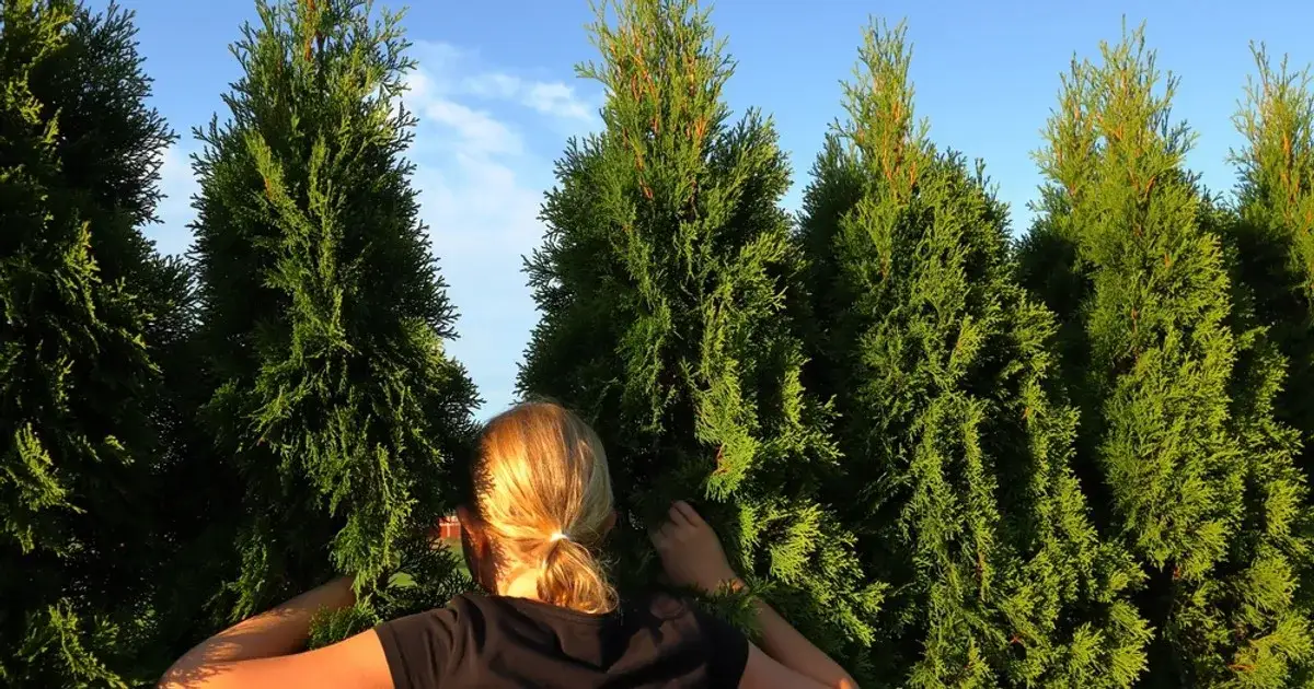 Ile cm od płotu sadzić tuje, aby uniknąć problemów z sąsiadami?