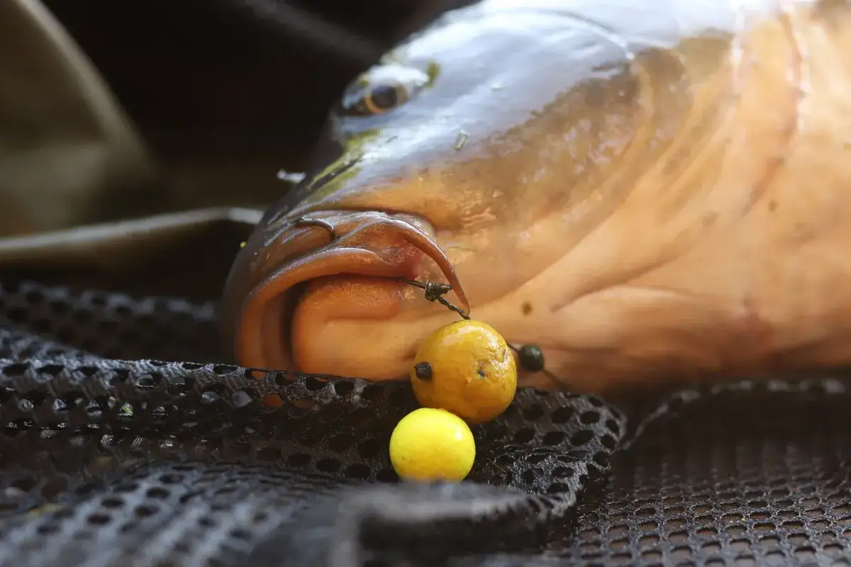 Karp z haczykiem i kulkami proteinowymi, które mogą stanowić skuteczną zanętę na karpia.