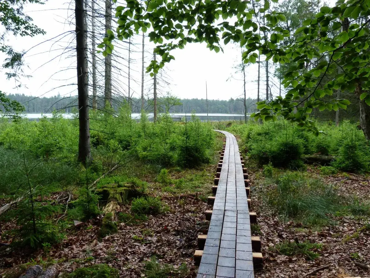 Rezerwat przyrody Kurze Grzędy – tajemnice unikalnej bioróżnorodności
