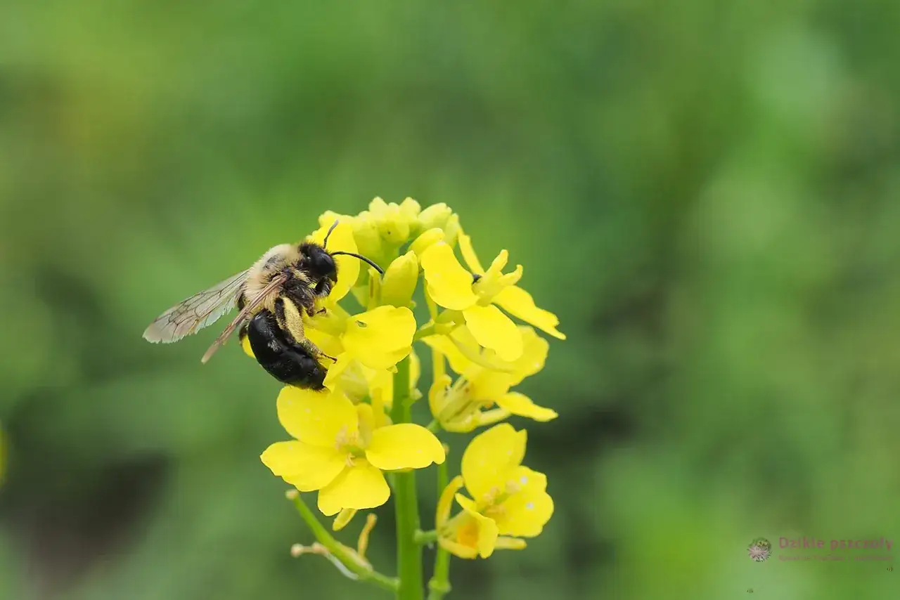 Ognicha polna: Rozpoznaj i zwalcz tykającą bombę w uprawie!