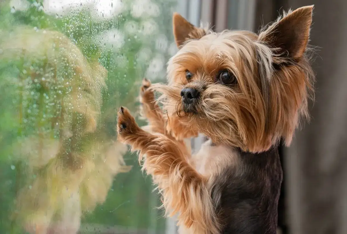 Yorkshire terrier z tęsknotą patrzy przez zaparowane okno. Czy lęk separacyjny u psa mija, gdy czeka na powrót właściciela?