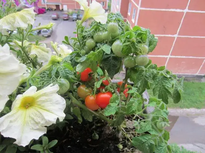 Jak dbać o pomidory na balkonie, aby uniknąć najczęstszych błędów