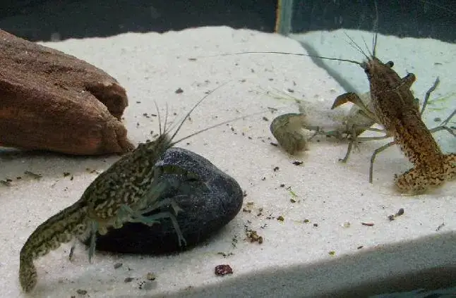 Czym żywi się rak? Odkryj tajemnice diety tych skorupiaków