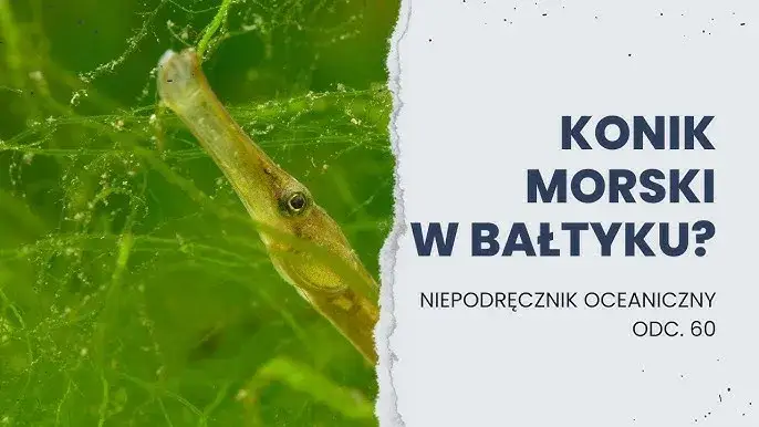 Koniki morskie w Bałtyku? Rozwiewamy wątpliwości! Prawda o igliczni