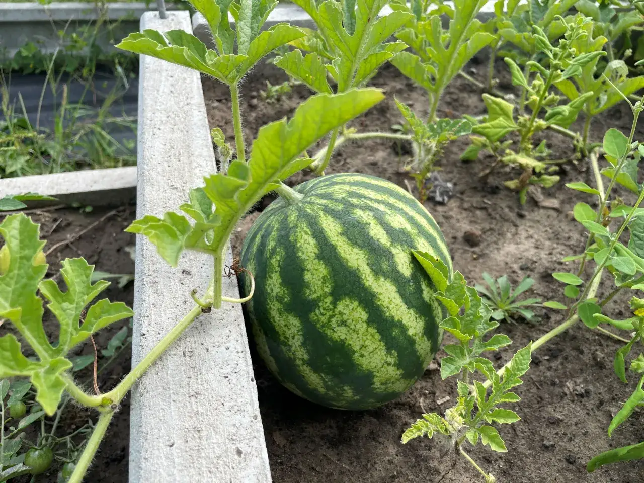 Kiedy sadzić sadzonki arbuza, aby uniknąć przymrozków i uzyskać plon